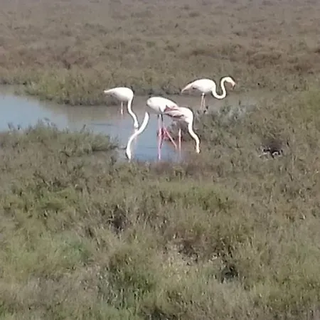 بيت للعطل Solimany